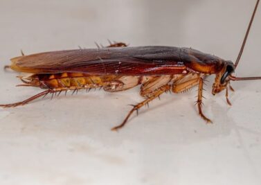 Cockroach Control Tracy