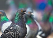 bird control services