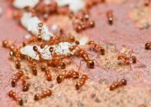 Ant Pest Control Services for Homes