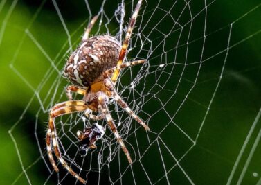 Spider Control Services near me
