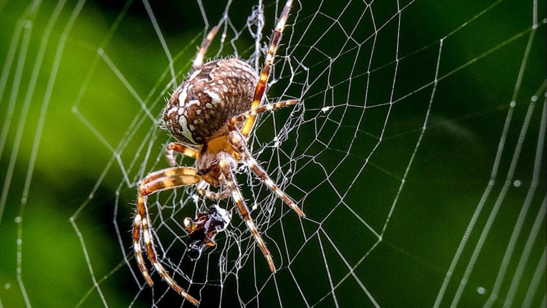 Spider Control Services near me