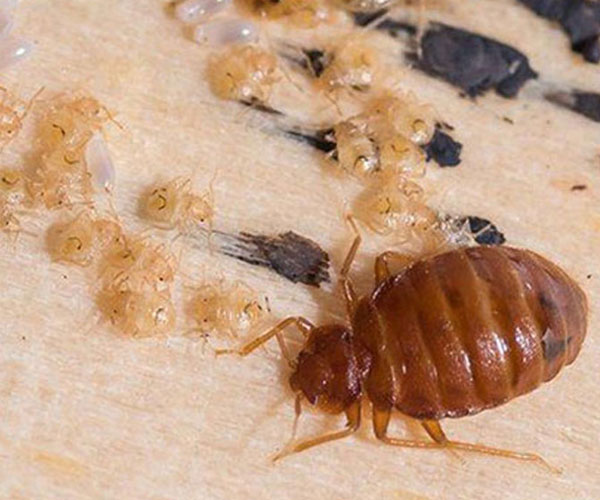 Pest Control in lodi ca