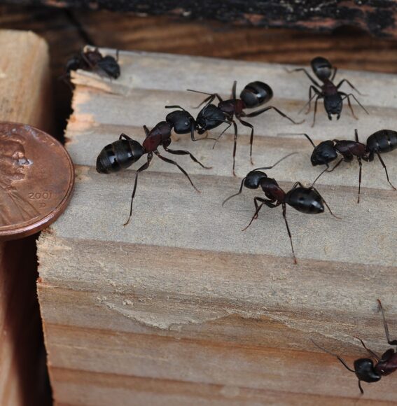 Ant Pest Control Services for Homes