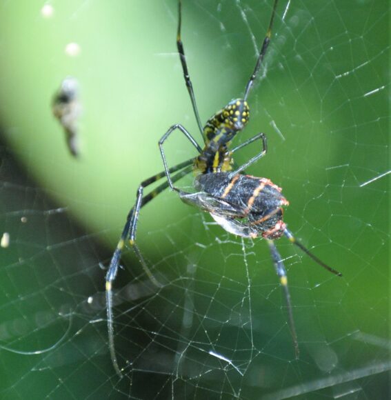 Spider Control Antioch