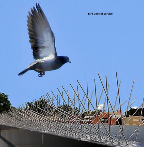 Professional bird control services Tracy ca