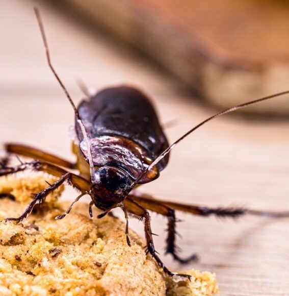 Cockroach Control Services