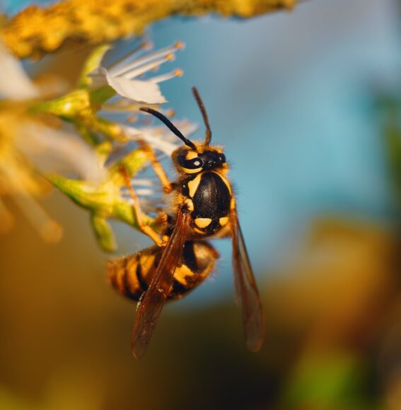 Wasp Control Services