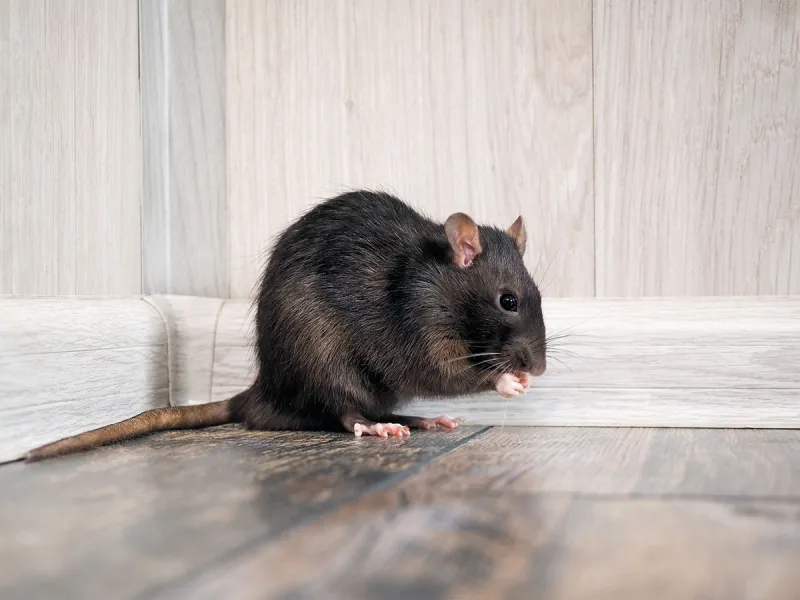 Rodent Control